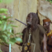 “Gouvernement 20 ans” : Tiken Jah Fakoly peint les réalités africaines… (Clip vidéo)